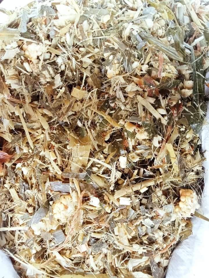 Corn Silage