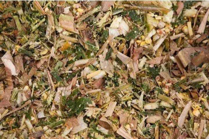 Corn Silage