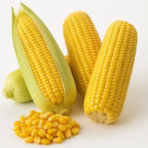 Maize A Grade