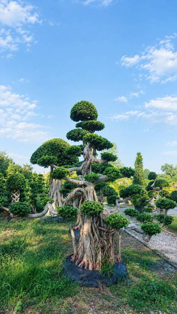 Ficus Microcarpa Dragon Shape Plants