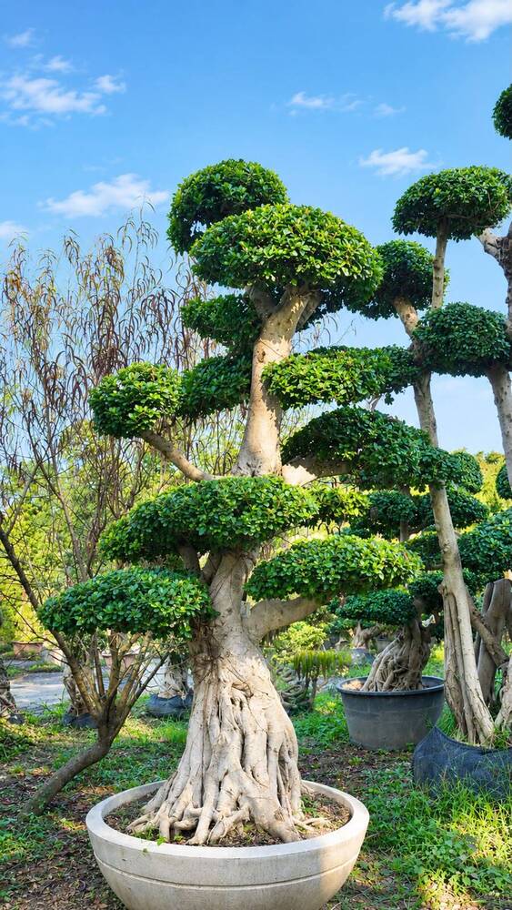 Ficus Microcarpa Combine Root