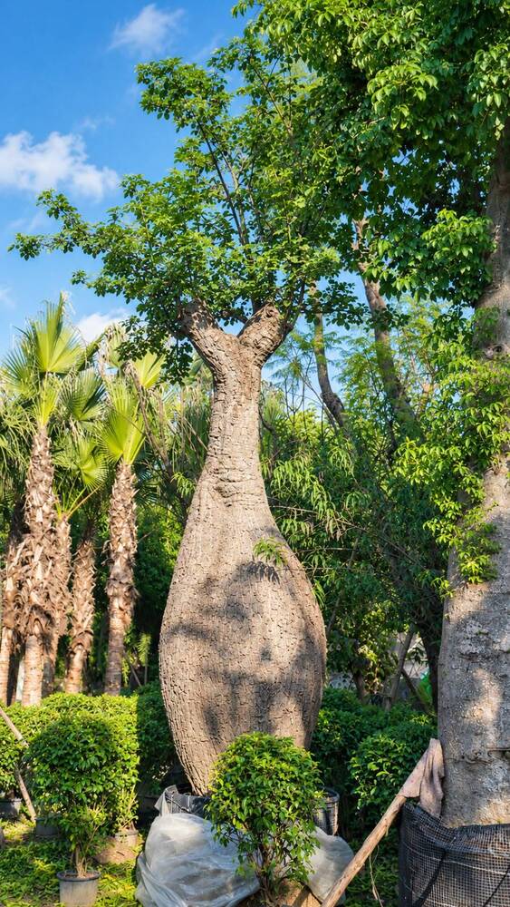 Giant Size Ceiba 600 Year Old Plant
