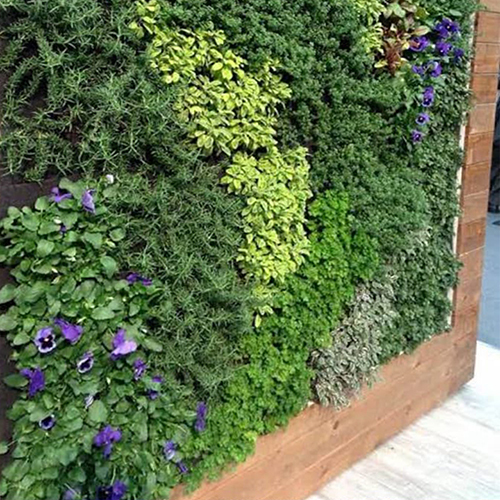 Vertical Gardening