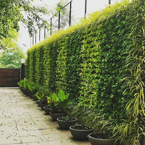 Vertical Gardening