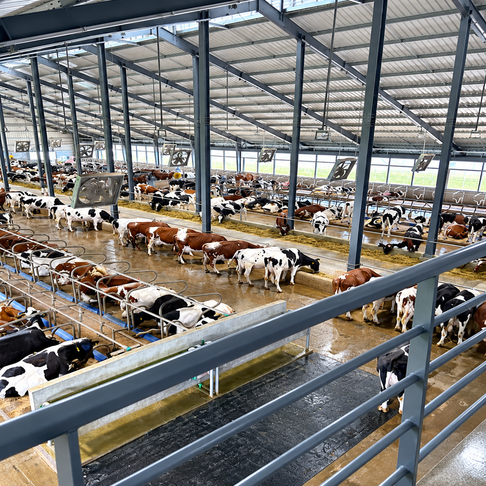 Peb Dairy Farm Structures