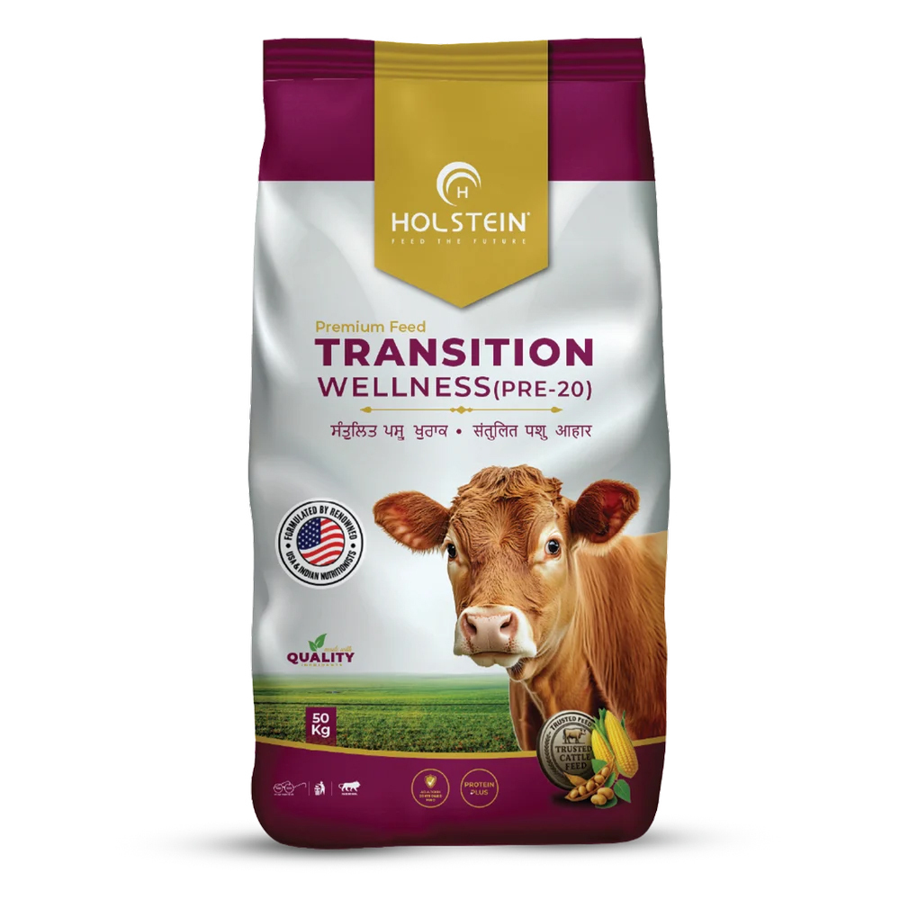 Transition Feed for Dairy Cattle Cows