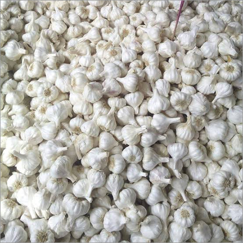 White Fresh Garlic