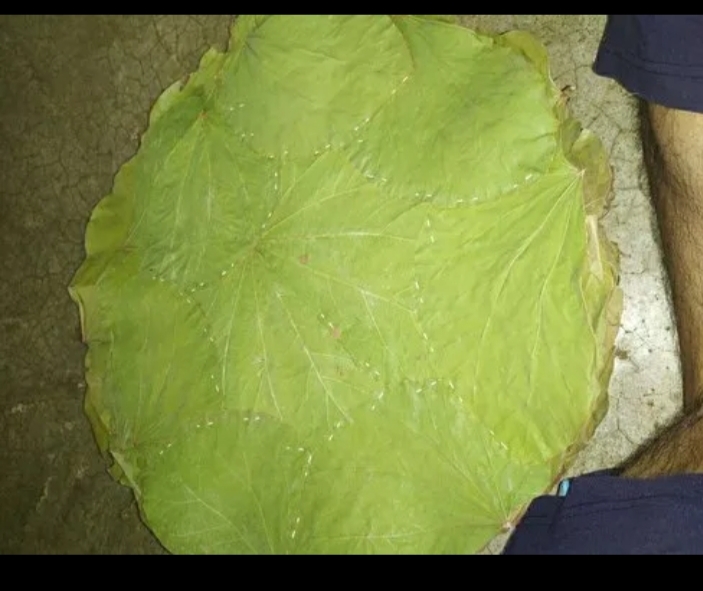 Sal leaf