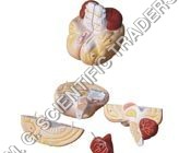 Human Brain Model - Plastic & Carbon Fiber, Dissectible into 8 Parts, Multicolor Finish, Designed for Lab Use