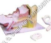 Human Ear Model - Plastic & Carbon Fiber, Multicolor | Crack Resistant Structure, Anti Scratch Surface, Detailed Anatomical Features