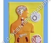 मल्टीकलर ह्यूमन एंडोक्राइन ग्लैंड मॉडल