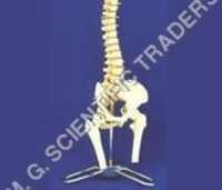 स्पाइनल कॉर्ड मॉडल