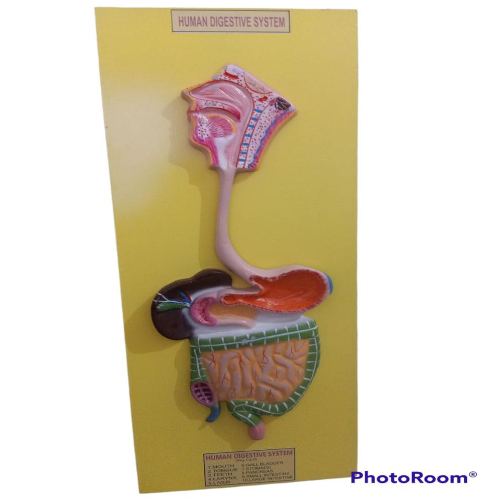 Human Digestive Systems