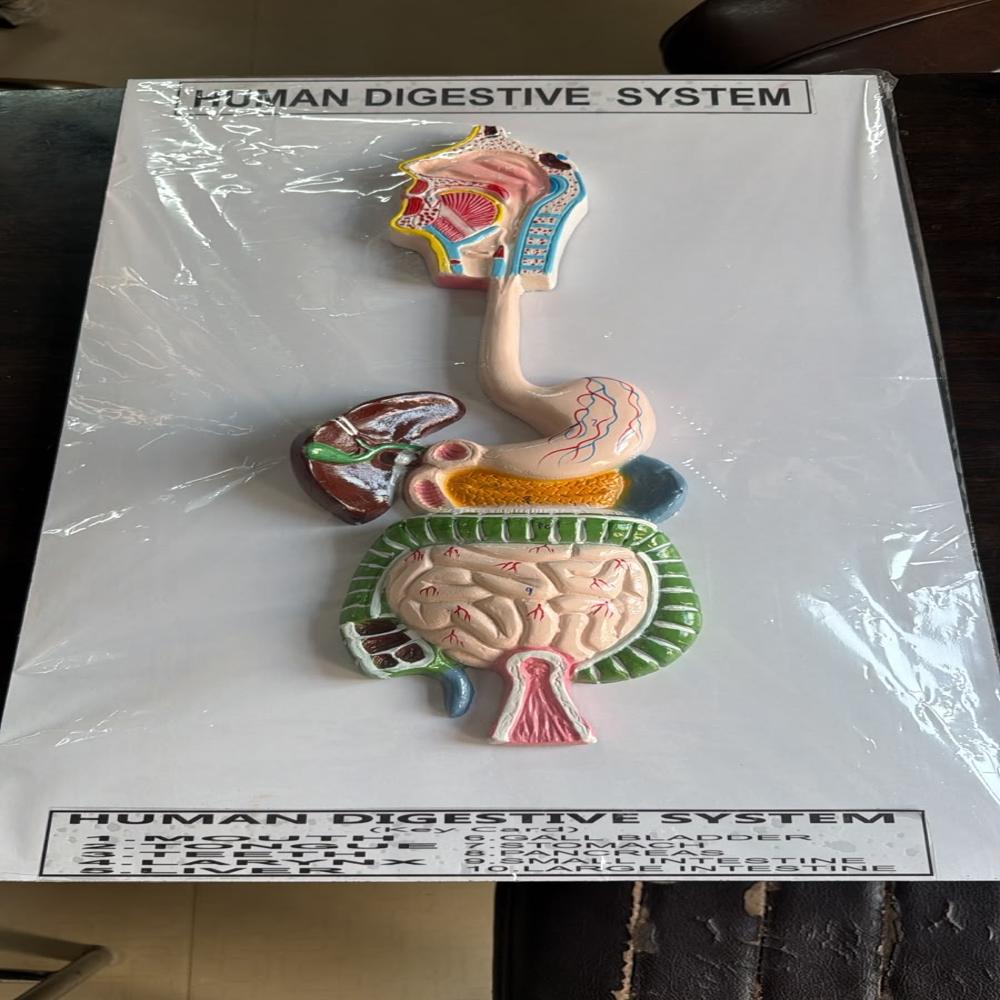 Human Digestive Systems