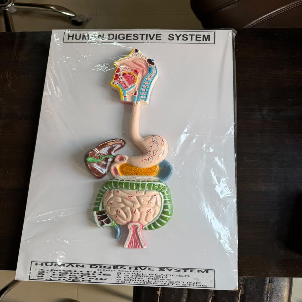Human Digestive Systems