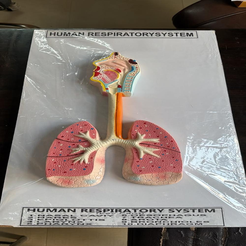 Human Raspatory System