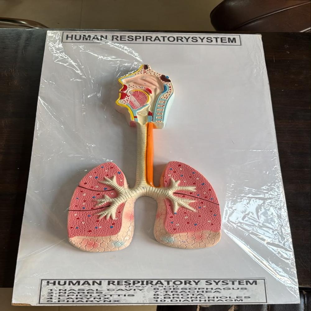 Human Raspatory System