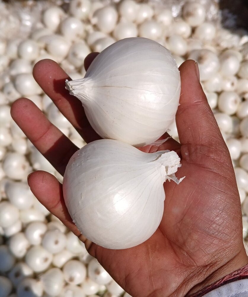 WHITE ONION FROM TAMILNADU