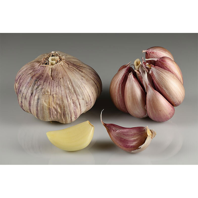 Garlic Fresh