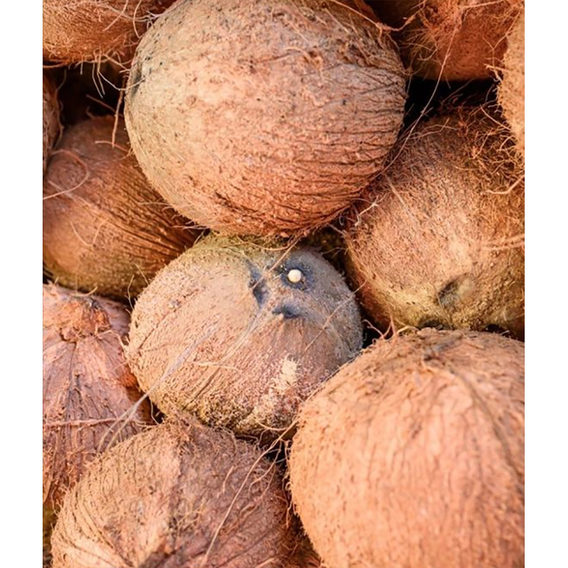 Semi Husked Coconut