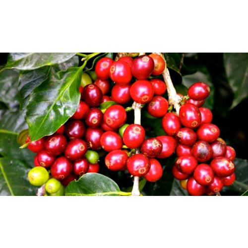Arabic Coffee Cherry