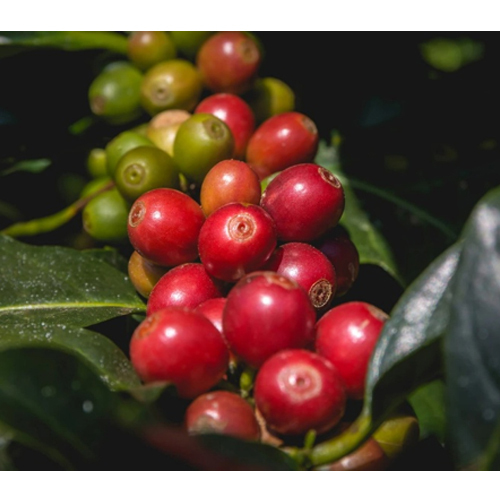 Robusta Coffee Cherry