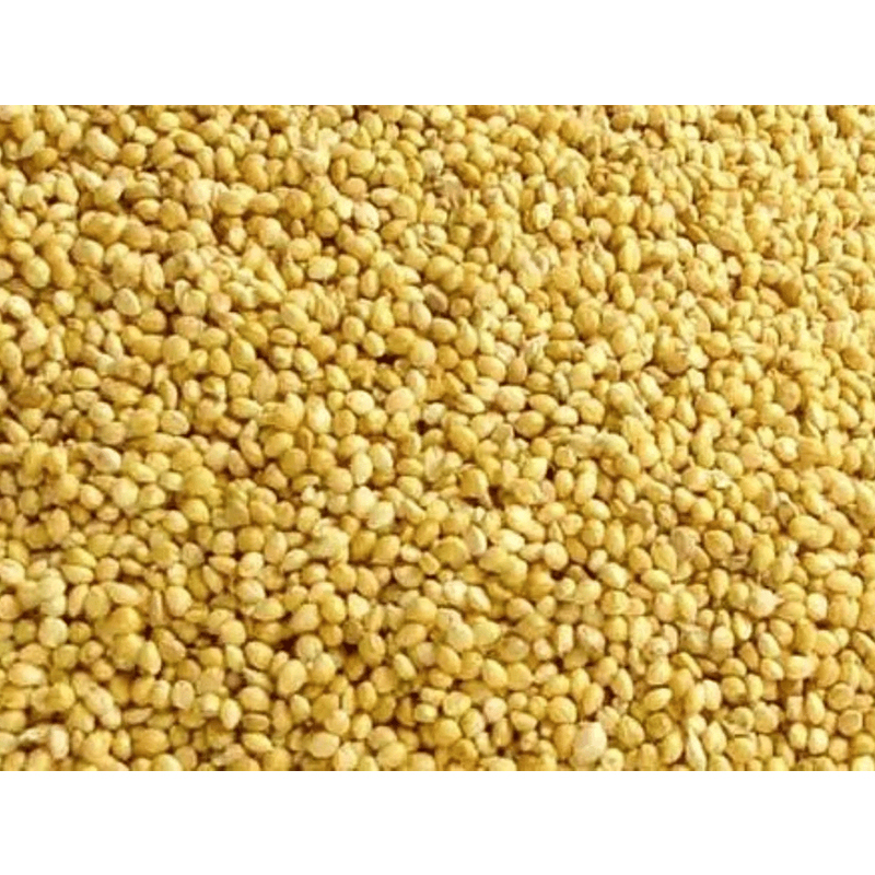 Thinai - Foxtail Millet