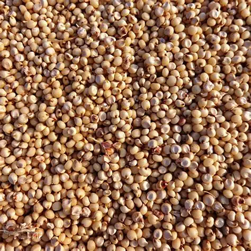 Jowar Or Sorghum