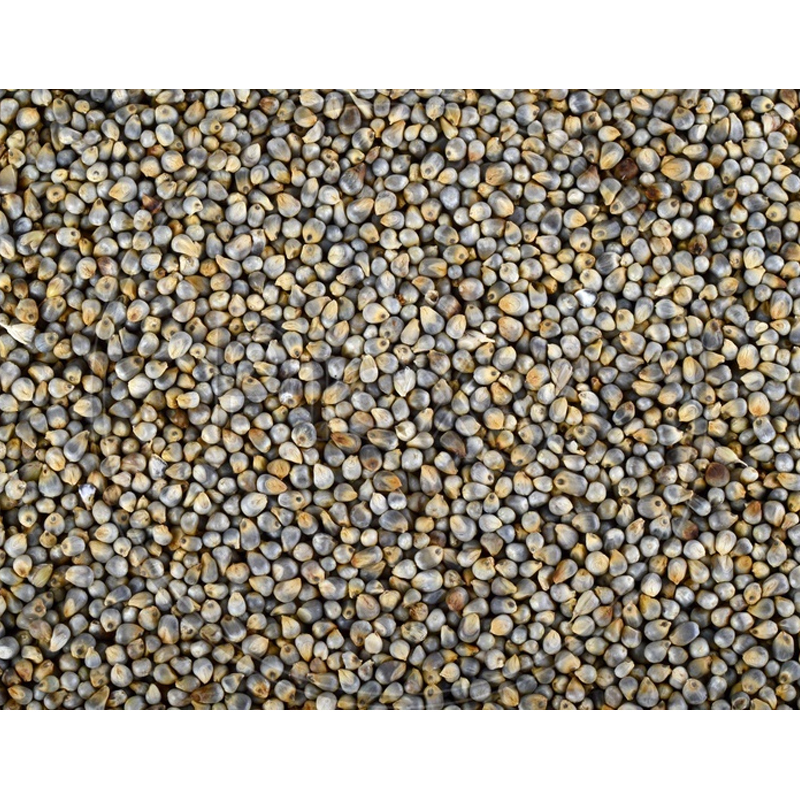 Bajra - Pearl Millet