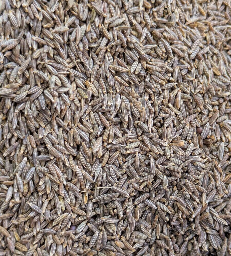 Fresh Cumin Seed
