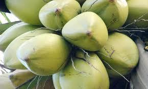 ताजा नारियल