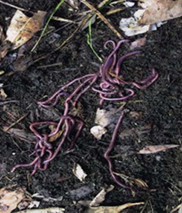 Acclimatized Earthworms