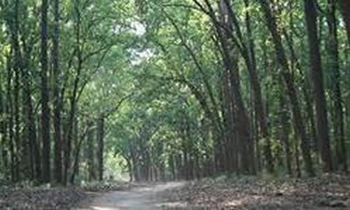 Green belt waste management