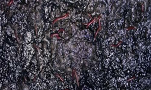 Agro Sludge vermicomposting
