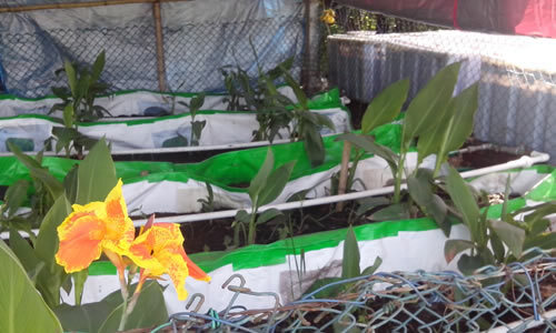 Commerical Vermifilter of Greywater