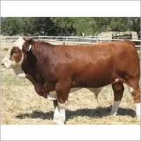 ब्राउन बीफ़ बछड़ा फ़ीड