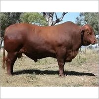 ब्राउन बीफ कैटल फीड