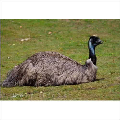 Brown Emu Breeder Feed