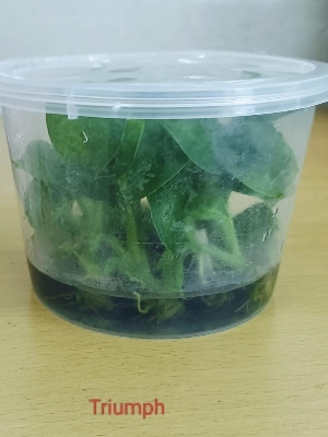Aglaonema x agar - plant