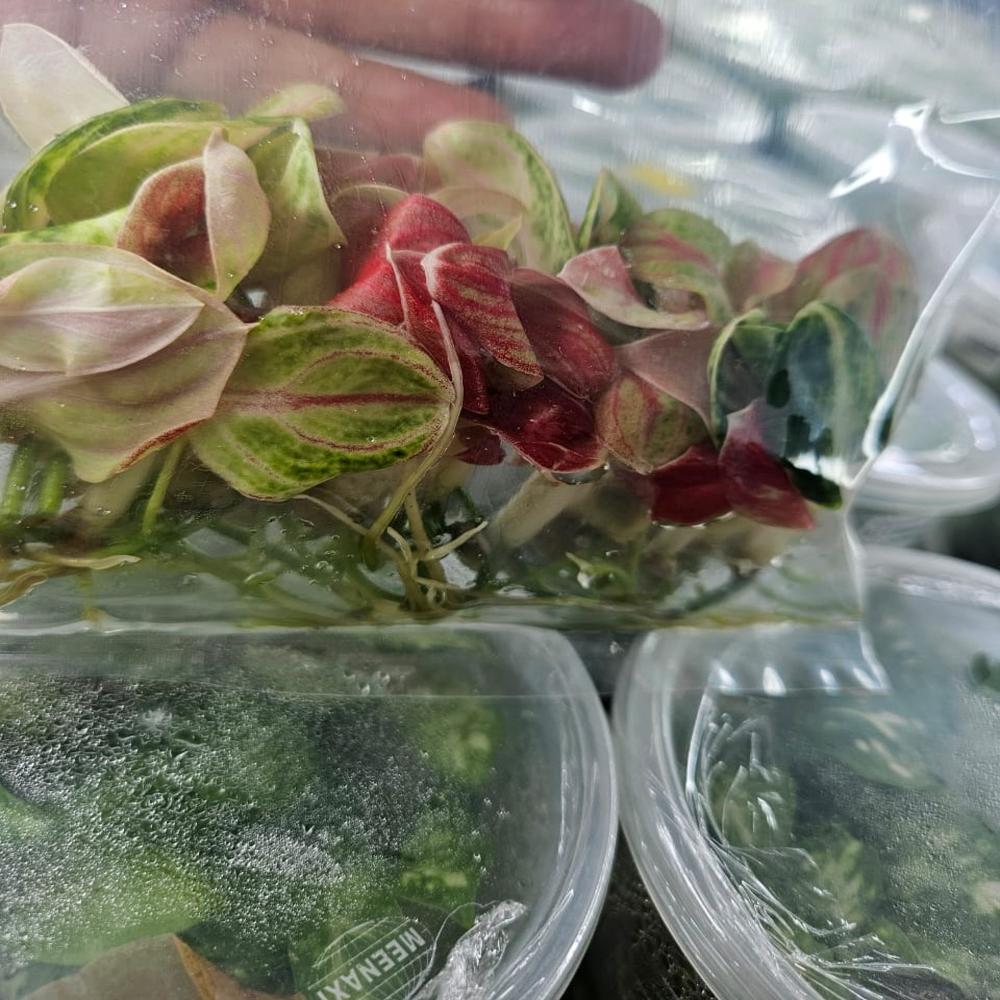 Aglaonema X agar plants
