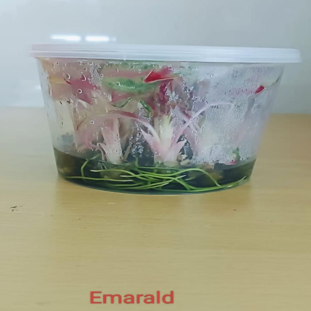 Aglaonema X agar plants