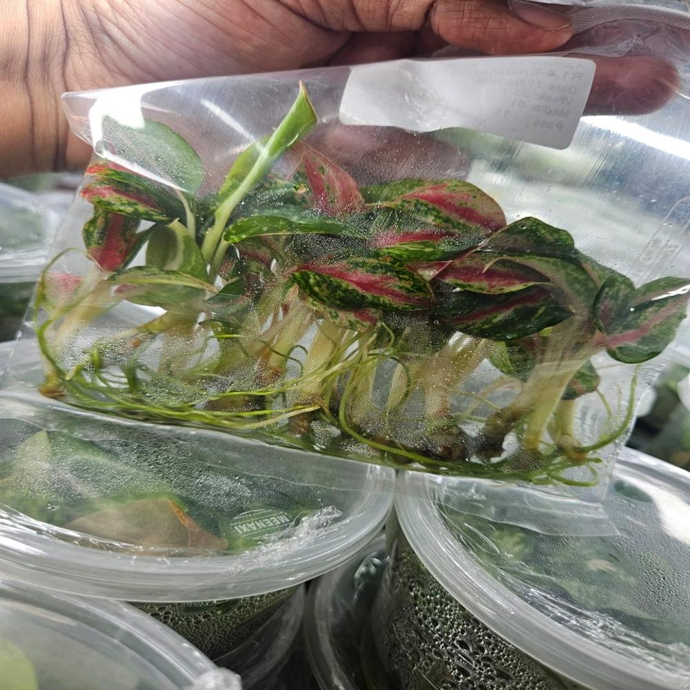 Aglaonema x agar - plant