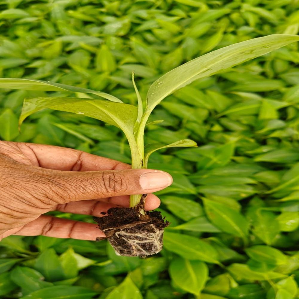 Banana Tissue culture Net pot plants