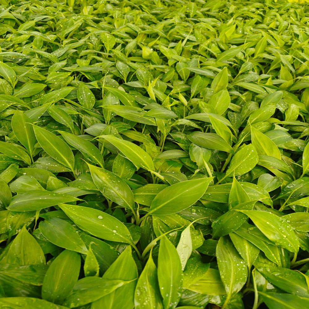 Banana Tissue culture Net pot plants