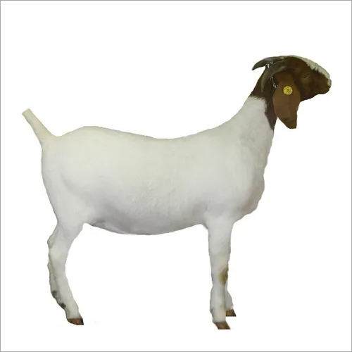 Brown Goat Grower Feed