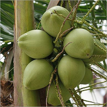 कच्चा नारियल