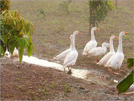 गूज