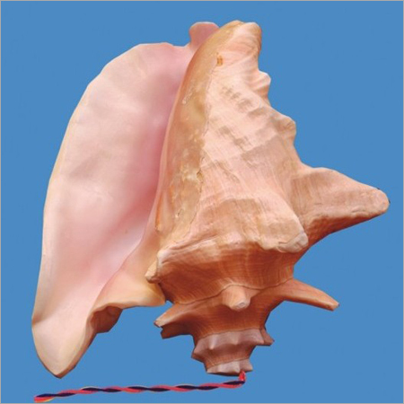 Pink Conch Shell