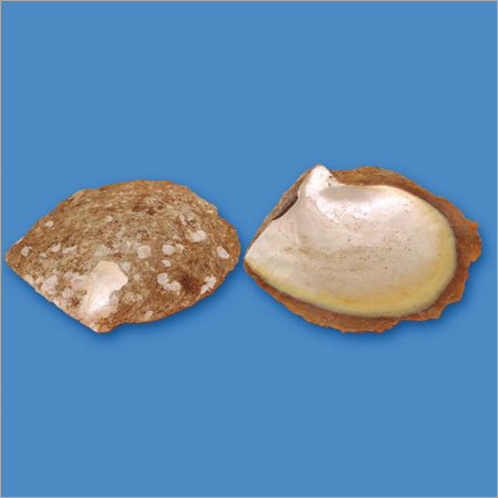 MOP Shell