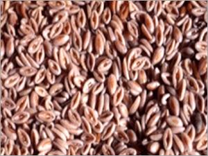 इस उत्पाद को Psyllium Seed कहा जाता है। यह उच्च फाइबर सामग्री वाला एक प्राकृतिक घटक है जो पाचन स्वास्थ्य को बढ़ावा देने में मदद करता है। इसका उपयोग वजन प्रबंधन और कोलेस्ट्रॉल स्तर को नियंत्रित करने के लिए भी किया जाता है।